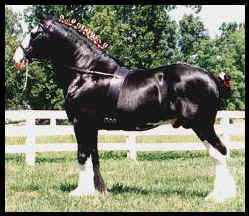 Star-Knight Farms, breeders of English Shire Horses in Williamston, Michigan